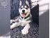 PoulaTo: Μπλε μάτια Σιβηρικό χάσκυ [ Siberian Husky]