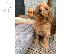 PoulaTo: Πωλούνται κουτάβια Labradoodle