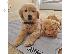 PoulaTo: Πωλούνται κουτάβια Golden Retriever