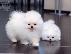 PoulaTo: Pomeranian toy