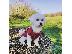 PoulaTo: Maltese puppy is now ready for adoption