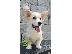 PoulaTo: Welsh Corgi κουτάβια