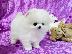 PoulaTo: Δύο Awesome Pomeranian Puppies