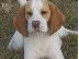 PoulaTo: Adorable beagle puppies