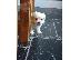 PoulaTo: Maltese Puppies (hypoallergenic Breed)