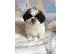 PoulaTo: Gorgeous Shih Tzu προς πώληση.s