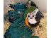 PoulaTo: Beautiful Baby macaw parrot for 200€