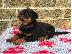 PoulaTo: Κουτάβια Rottweiler