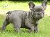PoulaTo: French bulldog Blue