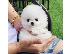 PoulaTo: Πωλούνται κουτάβια Pomeranian.