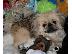 PoulaTo: Pekingese