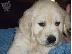 PoulaTo: Golden retriever - Γκόλντεν ριτρίβερ