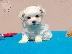 PoulaTo: Maltese mini