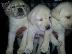 PoulaTo: LABRADOR