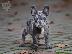 PoulaTo: French bulldog merle