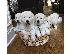 PoulaTo: Όμορφα κουτάβια golden retriever