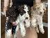 PoulaTo: Lagotto Romagnolo κουτάβια