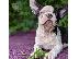 PoulaTo: Boston Terrier κουτάβια προς πώληση