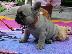 PoulaTo: γαλλικά κουτάβια μπουλντόγκ / French bulldog puppies