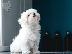 PoulaTo: Maltese puppies - Μαλτέζ κουτάβια