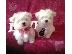 PoulaTo: Lovely Maltes Pups Πλήρως δοκιμασμένο για την υγεία