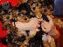 PoulaTo: Yorkshire terrier mini