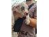 PoulaTo: Pit bull puppy xxl size