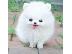 PoulaTo: Αγόρι και κορίτσι Kc Pomeranians. Kc pomeranians