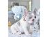 PoulaTo: French bulldog puppy white blue color