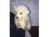 PoulaTo: προς πώληση κουτάβια samoyed