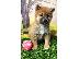 PoulaTo: Shiba inu