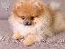 PoulaTo: Pomeranian mini