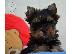 PoulaTo: Φανταστικά Yorkshire terrier
