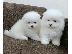 PoulaTo: Καταπληκτικά κουτάβια από Pomeranian!