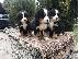 PoulaTo: Κουτάβια Bernese Mountain Dog