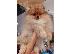 PoulaTo: Pomeranian Spitz Κορυφαία Ποιότητα