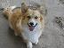 PoulaTo: Pembroke Welsh Corgi