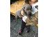 PoulaTo: Kc Εγγεγραμμένοι Staffordshire Bull Terrier
