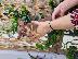 PoulaTo: Pinsher miniature puppy chocolate color - Πίντσερ μινιατούρα σοκολατί χρώμα...