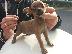 PoulaTo: Pinscher teacup