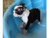 PoulaTo: Super Adorable Boston Terrier κουτάβια
