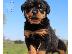 PoulaTo: Rottweiler