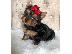 PoulaTo: Το Yorkshire Terrier είναι έτοιμο για ένα νέο σπίτι