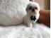 PoulaTo: Απόλυτη cutie, μικρό κουτάβι Shih Tzu έτοιμο τώρα