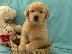 PoulaTo: X μάζα τεριέ Golden Retriever