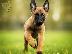 PoulaTo: Malinois – Μαλινουά
