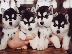 PoulaTo: Siberian Husky