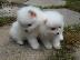 PoulaTo: Pomeranian Κουτάβια