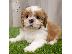 PoulaTo: shih tzu  κουτάβια