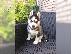 PoulaTo: Χαριτωμένο Σιβηρίας Husky{Siberian Husky}